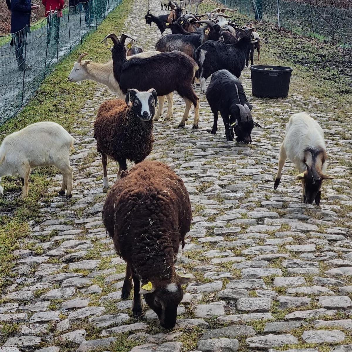 ad Arenberg "lavorano" capre e pecore