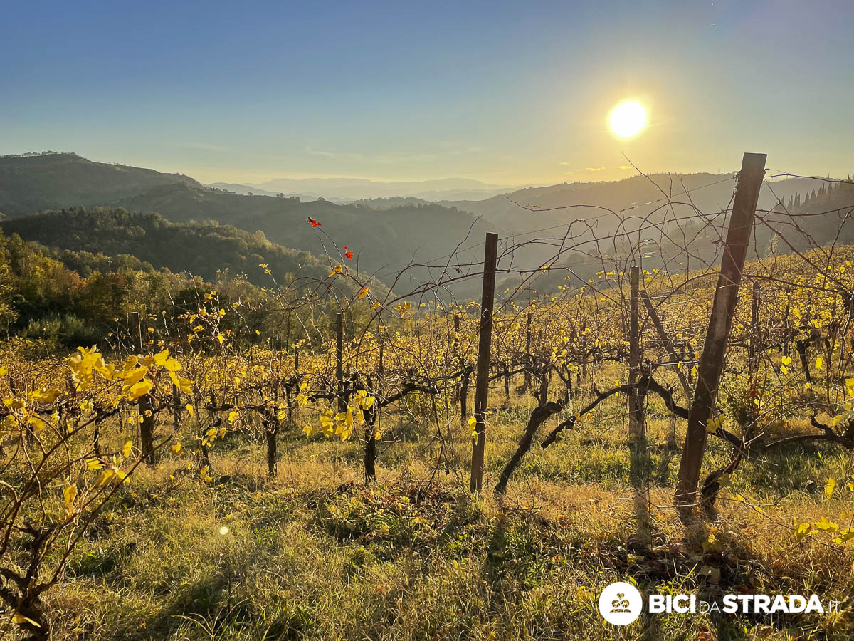 La vigna sotto di me è u tripudio di colore. Che ne sia valsa la pena?