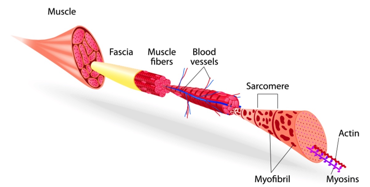 Mal di gambe e ciclismo