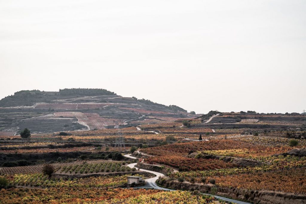 Wine Paths2 1024x683 1