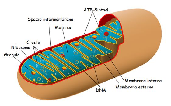 struttura de mitocondrio