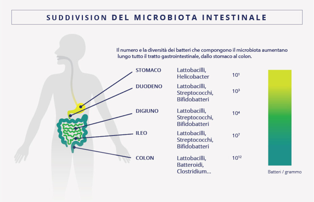 microbiote desktop italie 01